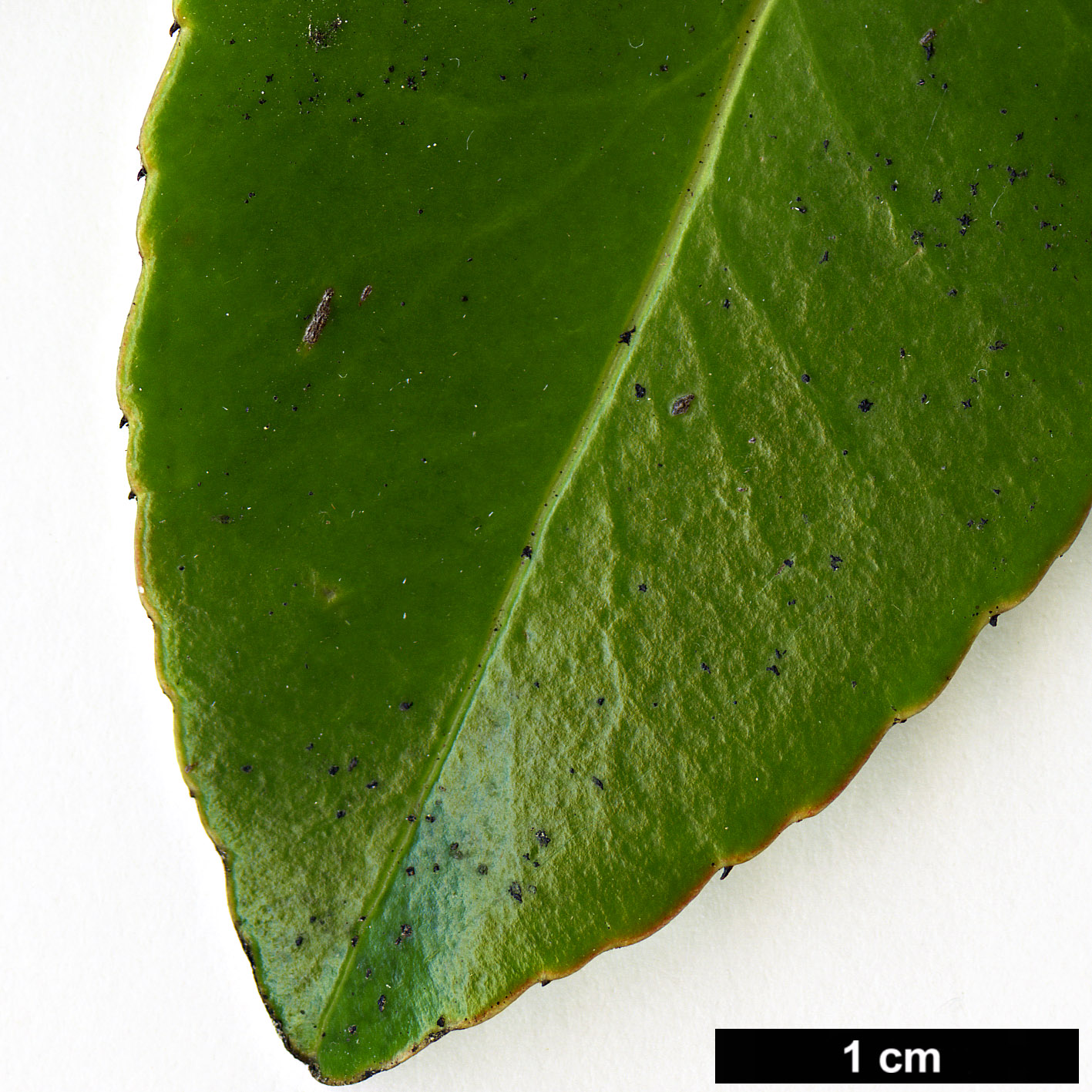High resolution image: Family: Theaceae - Genus: Polyspora - Taxon: axillaris